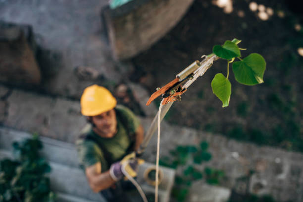 Tree Service